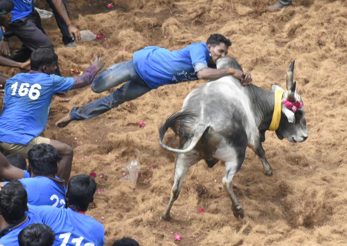 Jallikattu.jpeg - The Hindu