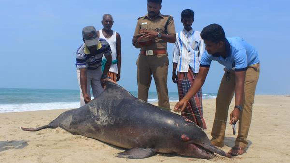 20-year-old dolphin washed ashore - The Hindu