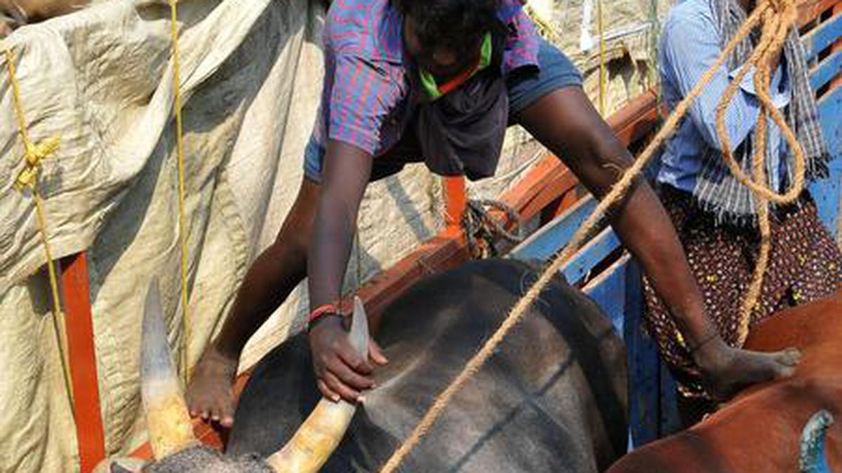 Tamil Nadu’s Vadipatti, where anxiety looms over cattle slaughter ban ...