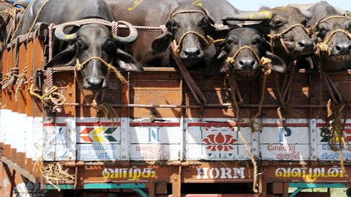 Tamil Nadu banned cow slaughter in 1976 The Hindu