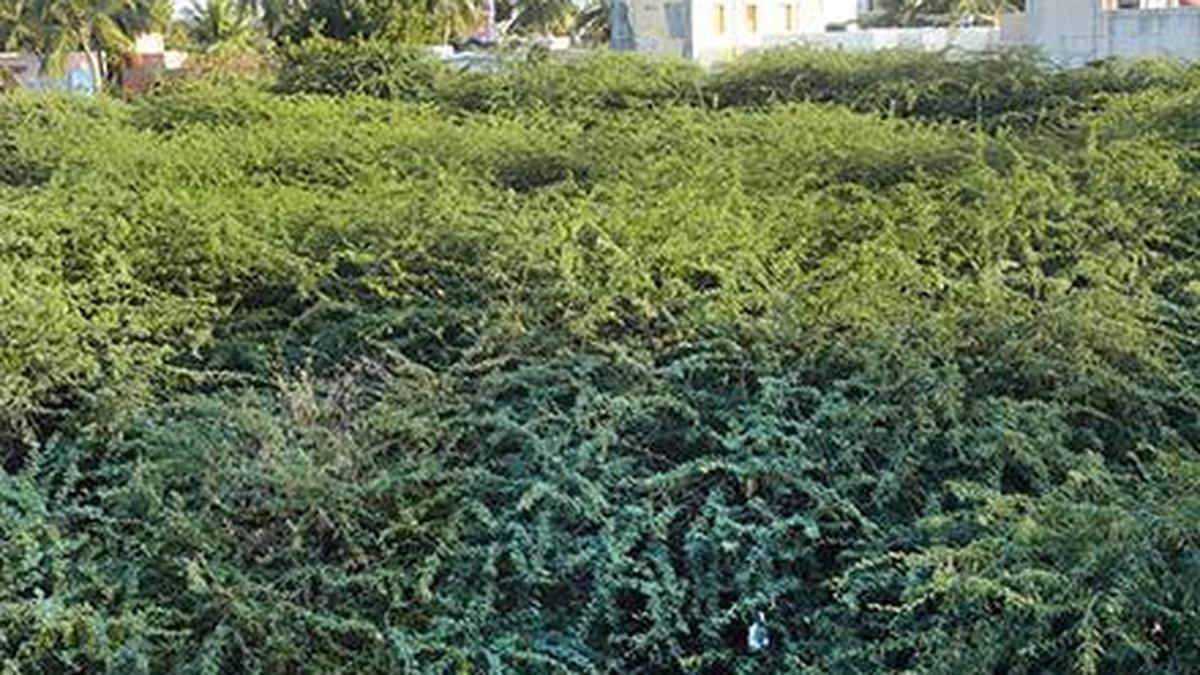 Study shows seemai karuvelam in new light The Hindu