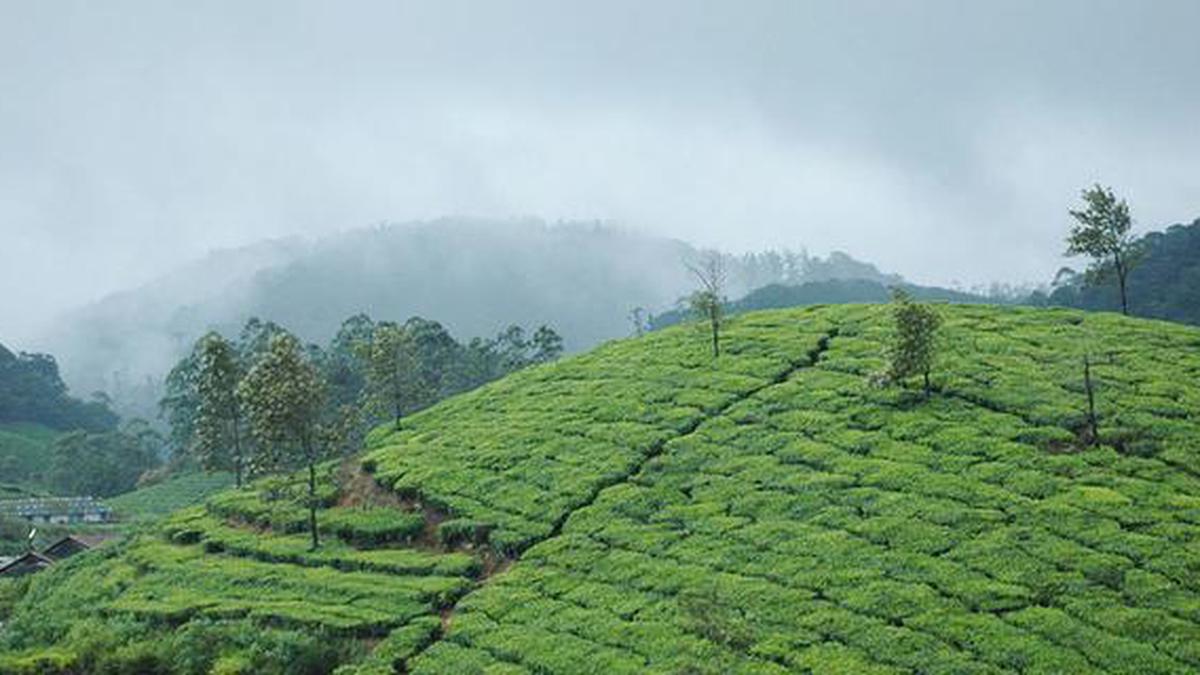 Don’t convert Manjolai tea estate into reserve forest: Congress - The Hindu