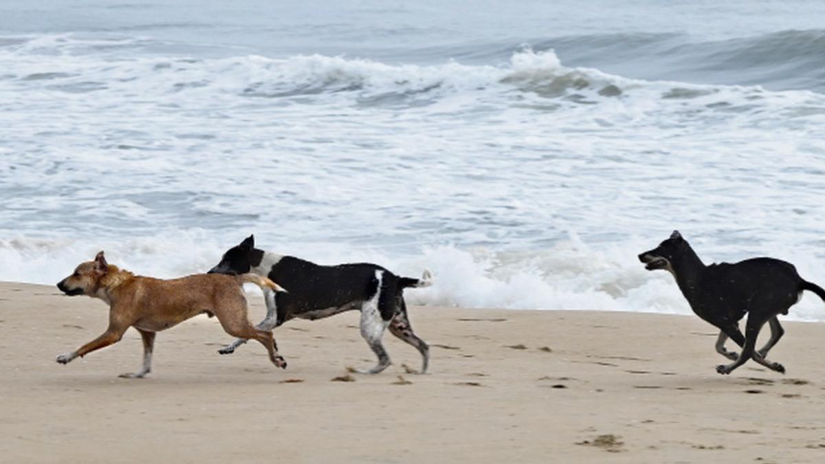 Chennai Corporation to control stray dogs to protect breeding Olive Ridley turtles in beaches