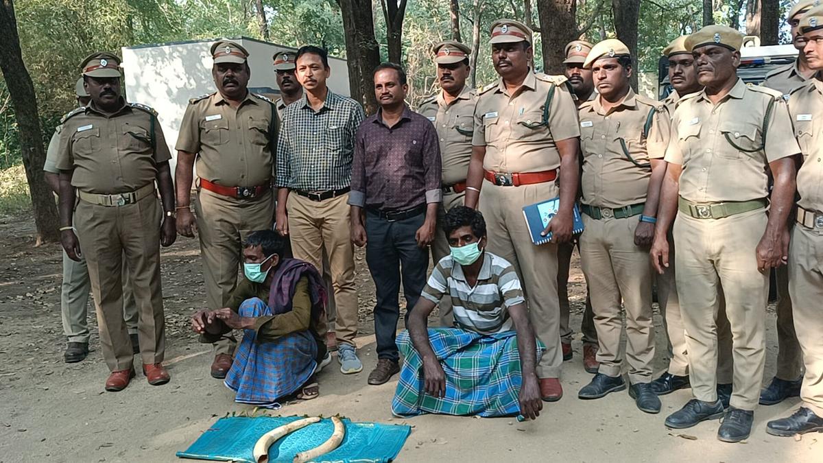 Two persons arrested for possession of tusks in Vellore