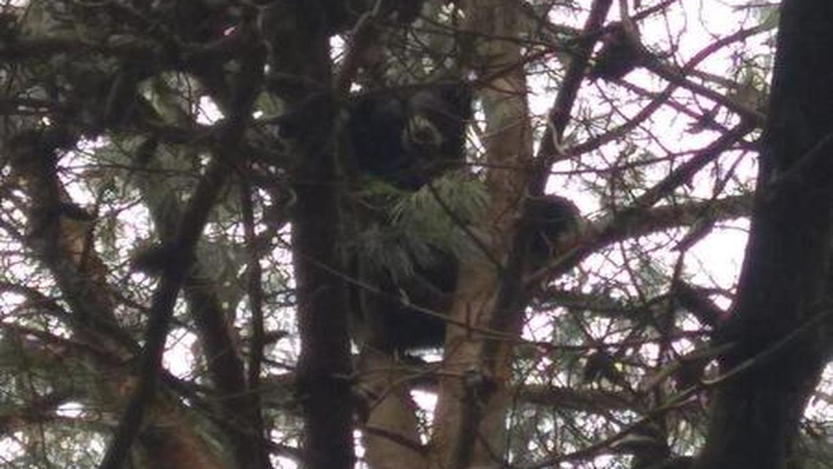 Dogs chase sloth bear up a tree - The Hindu