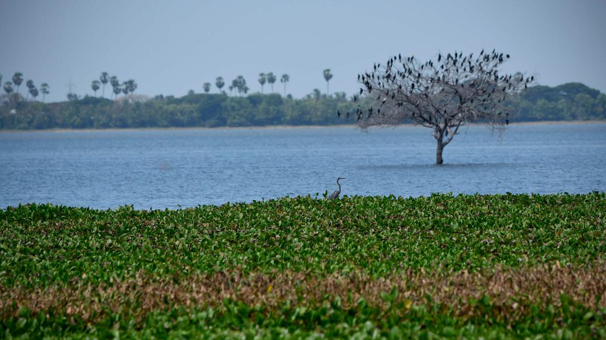 Five waterbodies in Puducherry to get wetlands status soon