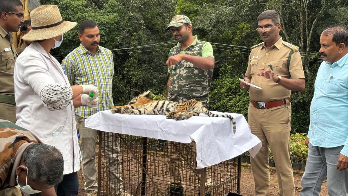 Tiger cub killed in hit-and-run accident in Kotagiri