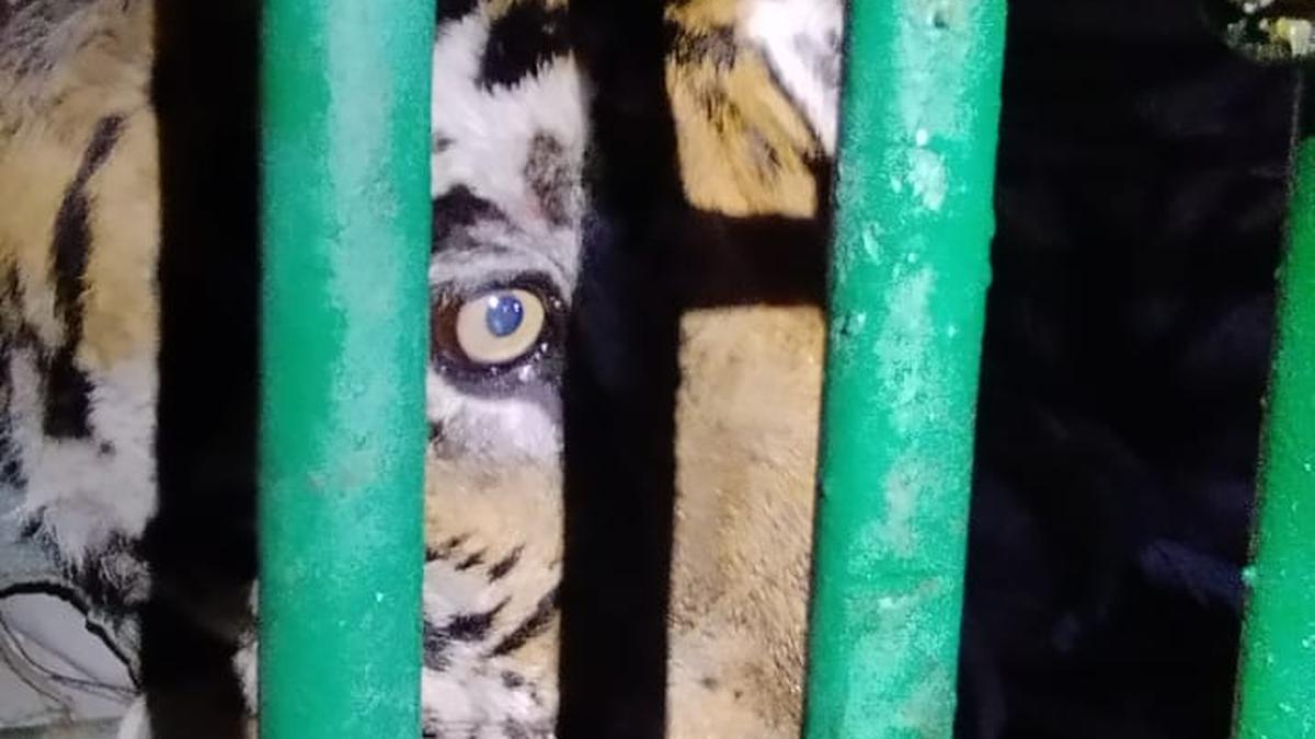 Tiger tranquilised, caged near Pechipparai dam