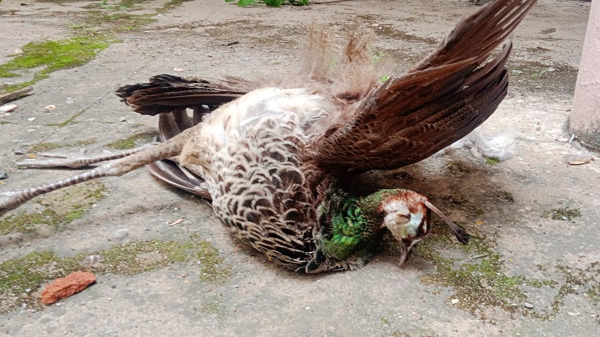 Two peacocks found dead on Vellore Collectorate premises