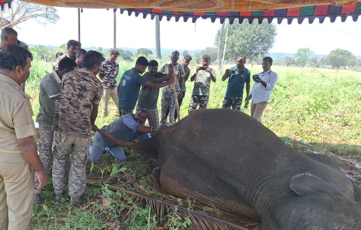 A forest staff team treating the elephant