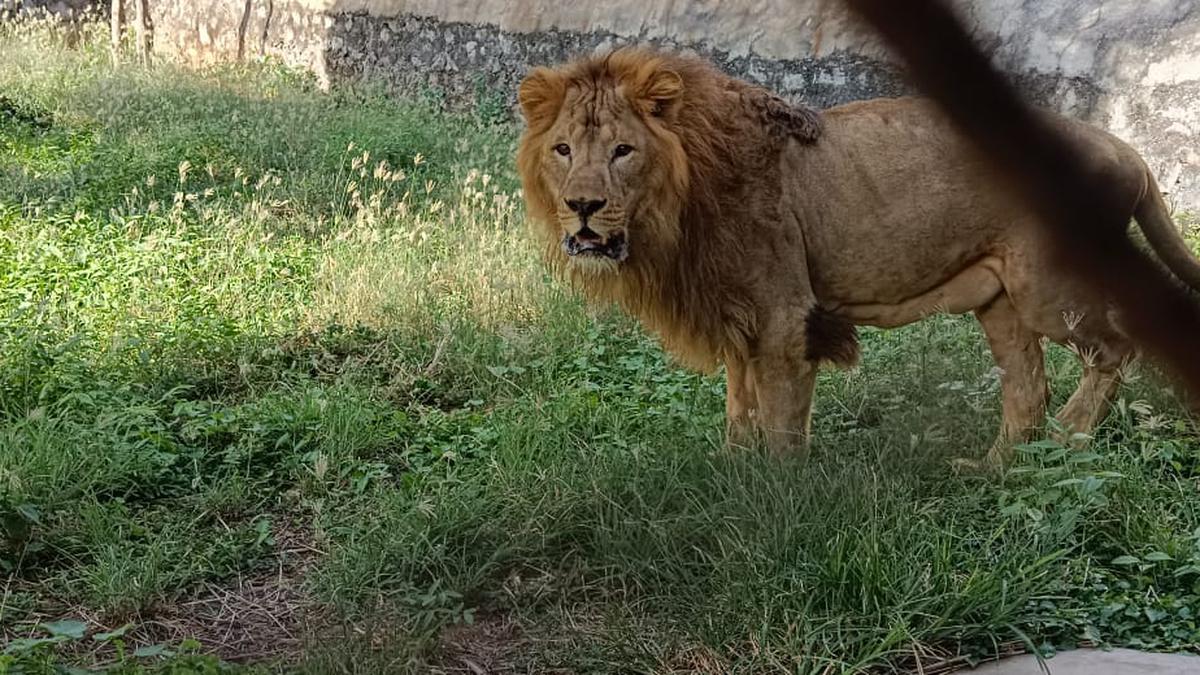 Sivakarthikeyan adopts a lion at Vandalur zoo
