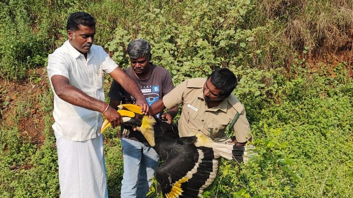 Ailing Great Hornbill gets care in Forest Department facility in Coimbatore