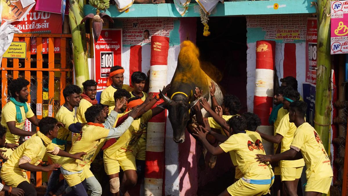 In Pictures | In pursuit of raging jallikattu bulls