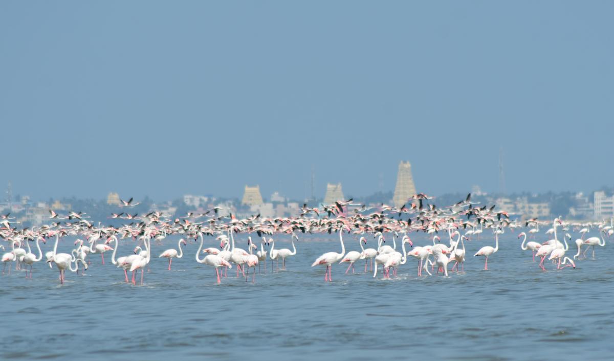 Flamingos, kteří viděli na moři poblíž Sri Kothandaramar Temple Mučení na Dhanuskodi Road. Soubor