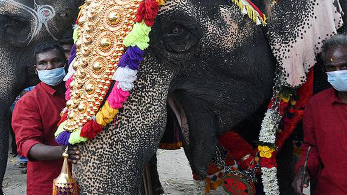 Cataloguing Of Captive Elephants Completed Pccf Tells High Court The