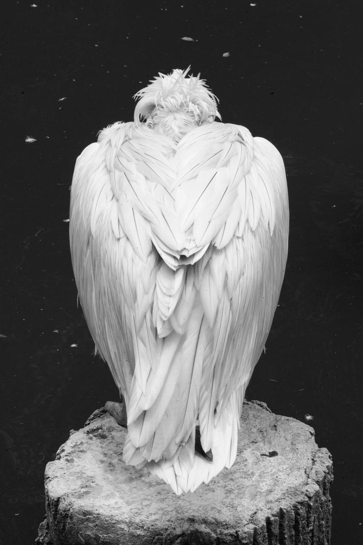 The ‘Wind into the Roots’ exhibition (January 17-February 28) at The Spot showcases two significant series on urban landscapes and trees, whereas the ‘Deep Heights’ exhibition (January 17-February 23) at Kalinka Art Gallery conveys an allegory of freedom and spiritual ascension through poetic visuals of birds and heights that emerge in her series ‘Life is red’. The ‘Wind into the Roots’ exhibition (January 17-February 28) at The Spot showcases two significant series on urban landscapes and trees, whereas the ‘Deep Heights’ exhibition (January 17-February 23) at Kalinka Art Gallery conveys an allegory of freedom and spiritual ascension through poetic visuals of birds and heights that emerge in her series ‘Life is red’.