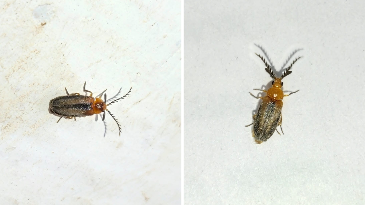 Two new non-luminous species of fireflies described from the Nilgiris