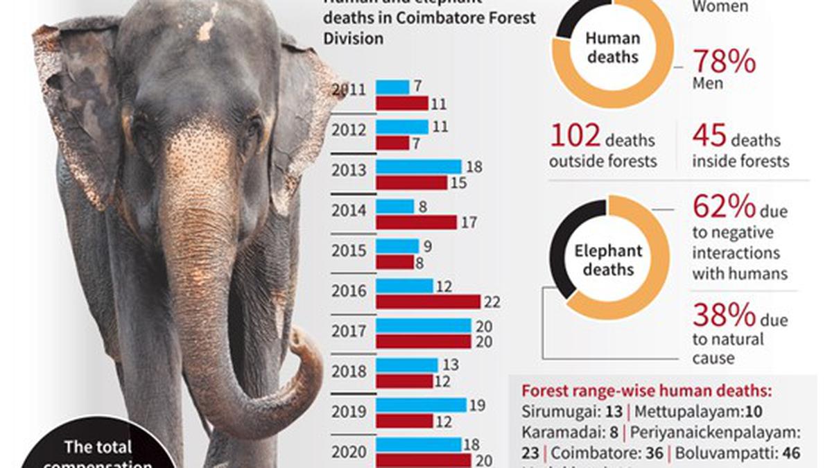 Elephant attacks claim 147 lives in Coimbatore Forest Division in 12 years, 176 jumbos die 