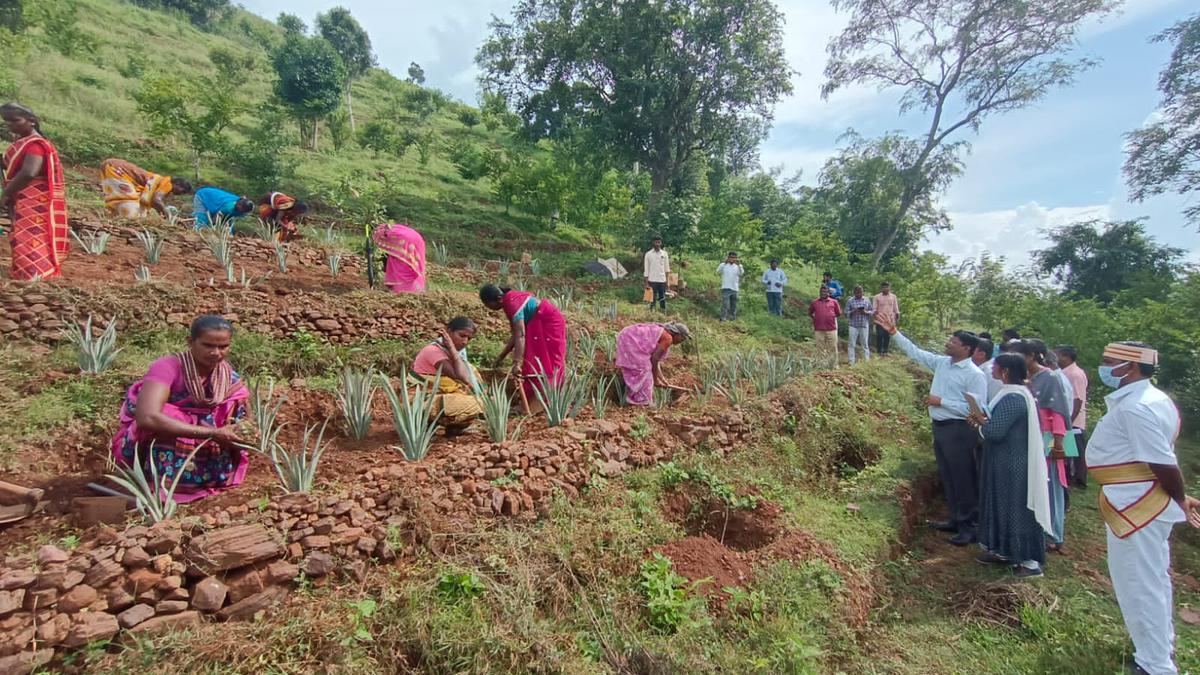 Scenic Jawadhu Hills in Tiruvannamalai is all set for T.N.’s first honey bee park