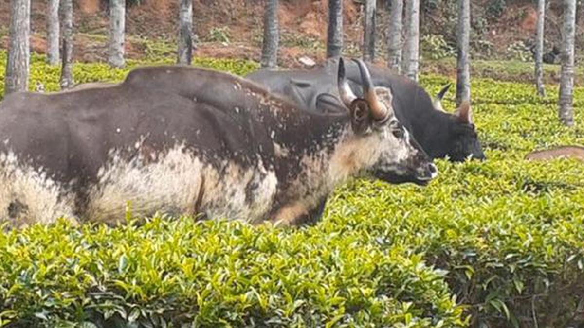 Biologists flag mutation in Nilgiris wildlife