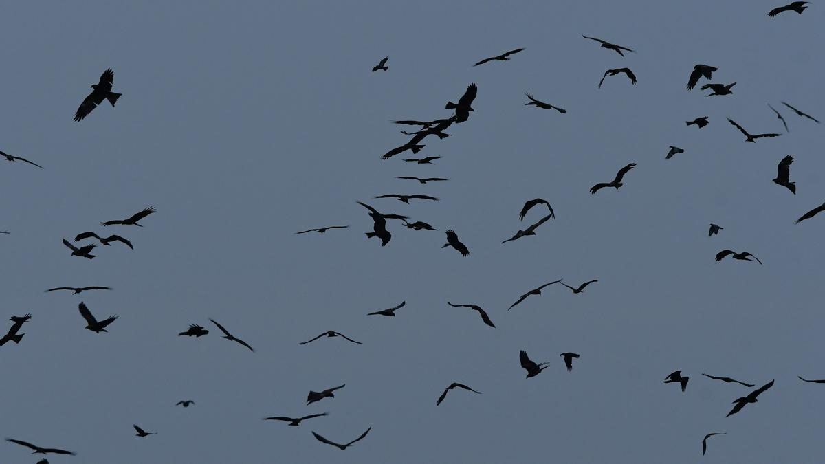 Birders document surge in black kites in Chennai during southwest