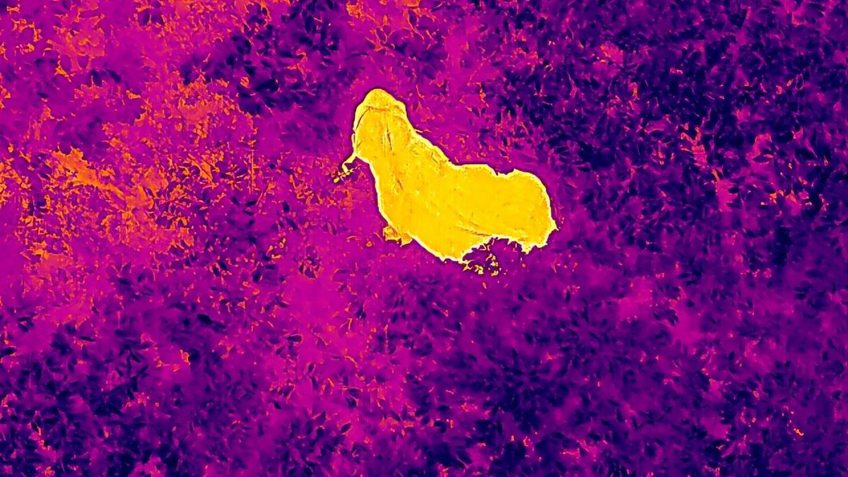 Thermal imaging drones deployed at Gudalur forest division of Nilgiris to monitor elephants