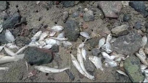 Activists worried about frequency cases of fish kill in Ennore Creek