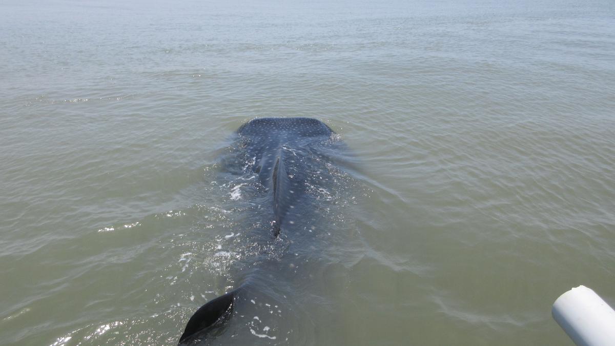 Whale shark sighted close to shore at Neelankarai