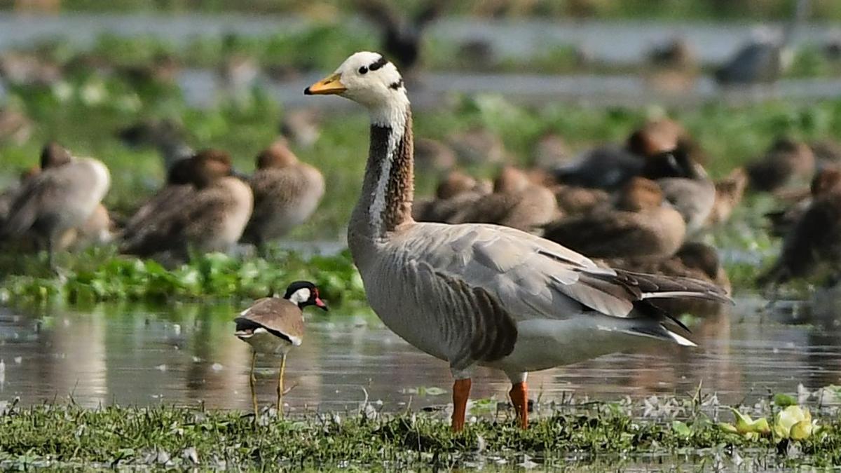 Bar-headed goose spotted at Pallikaranai marshland