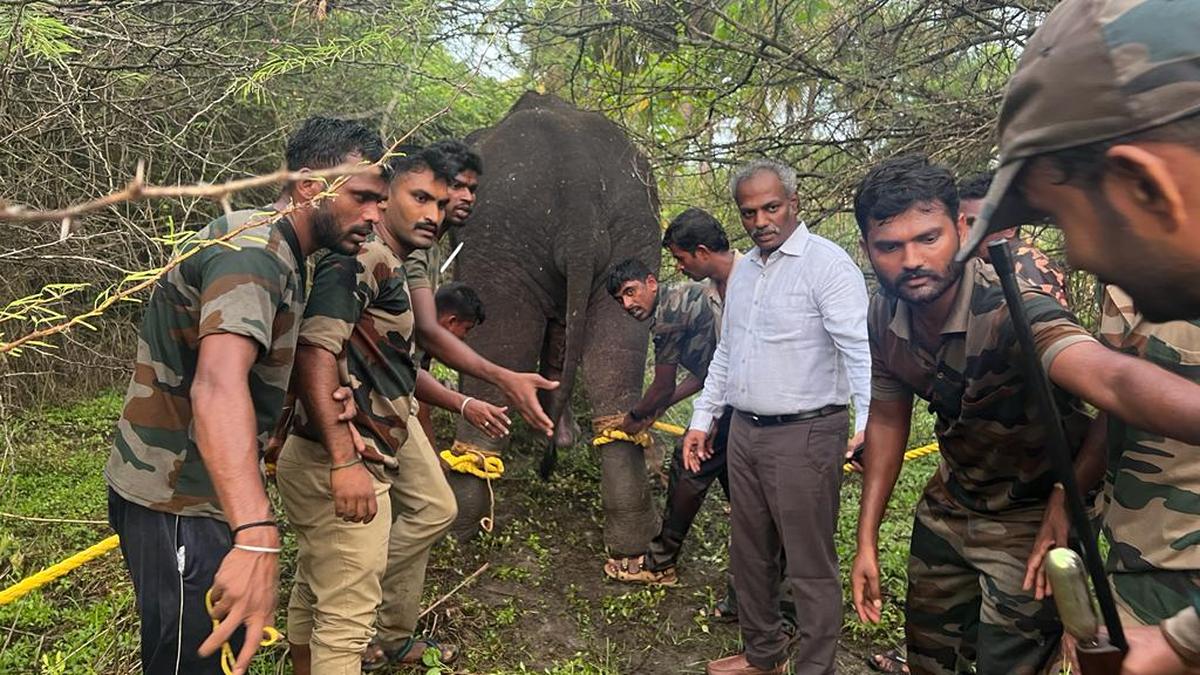Two roaming tuskers tranquillised near Tirupattur town