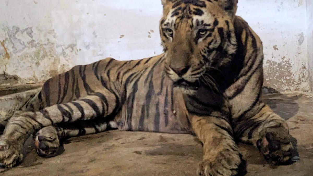 Tiger captured in Kanniyakumari recuperating well at Vandalur zoo