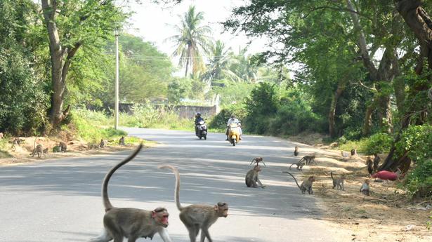 Vellore Collector asks Forest Department if monkeys can be trained to pluck coconuts for farmers