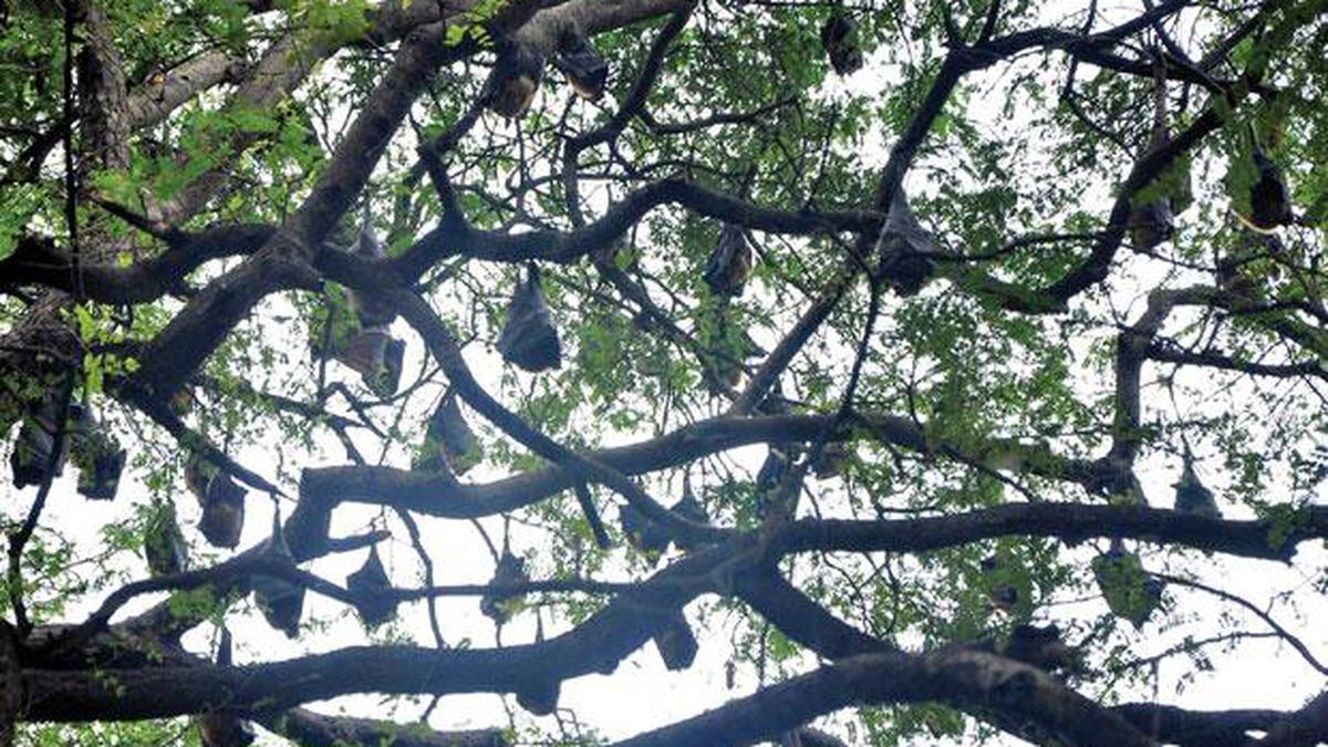 DMK environment wing wants government to protect bats in Coimbatore