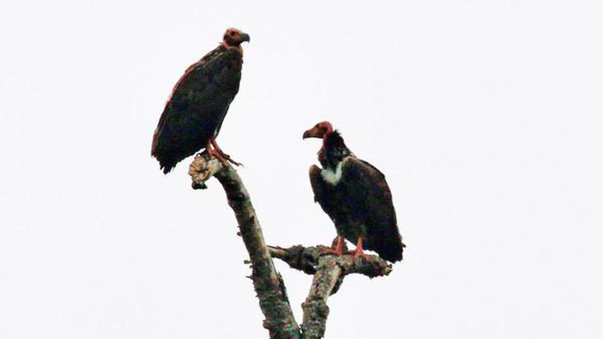 Vulture population on the rise in tiger reserve