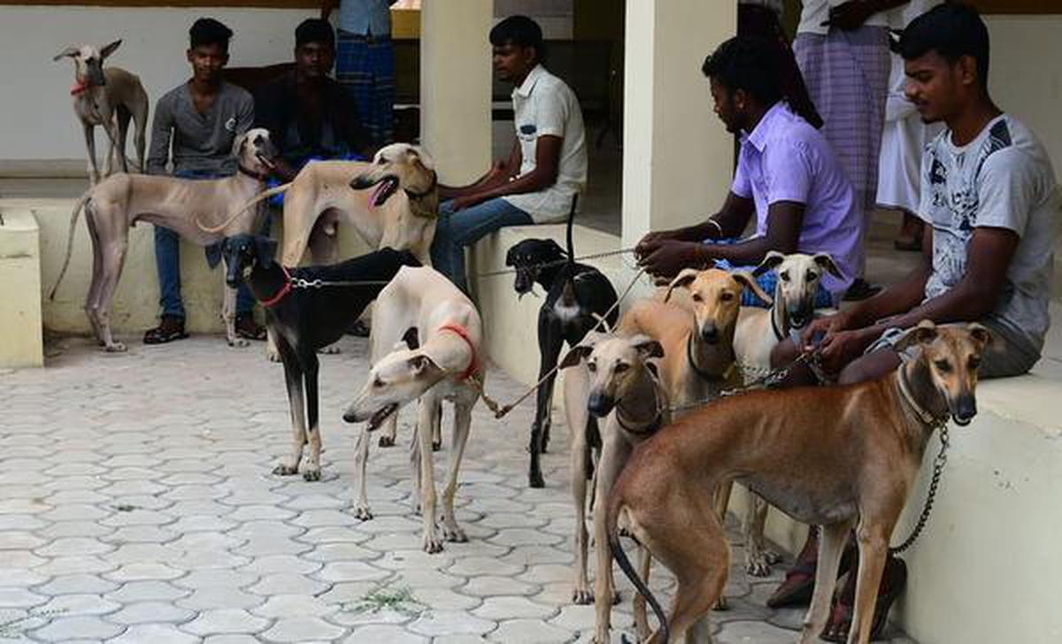 Microchipping for native Chippiparai dogs in Tamil Nadu - The Hindu