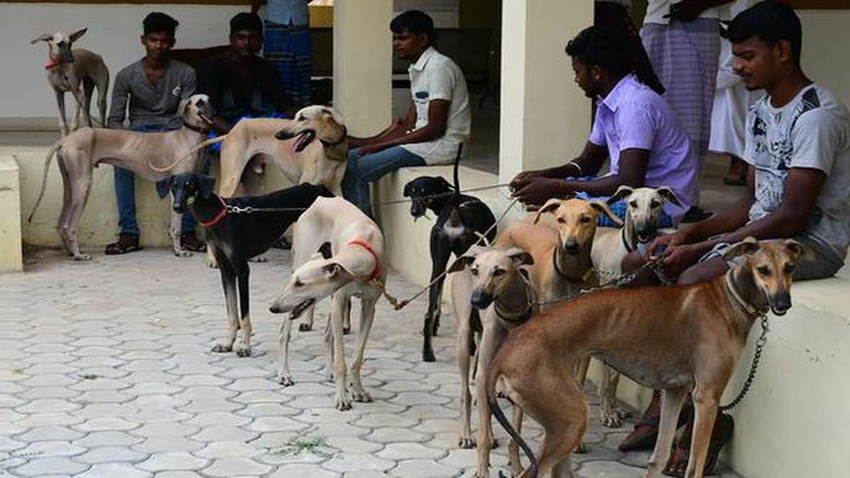 Microchipping for native Chippiparai dogs in Tamil Nadu - The Hindu