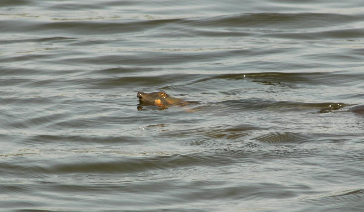 Leiths softshell turtle, which can be identified with the distinctive orangish red mark behind its eyes.