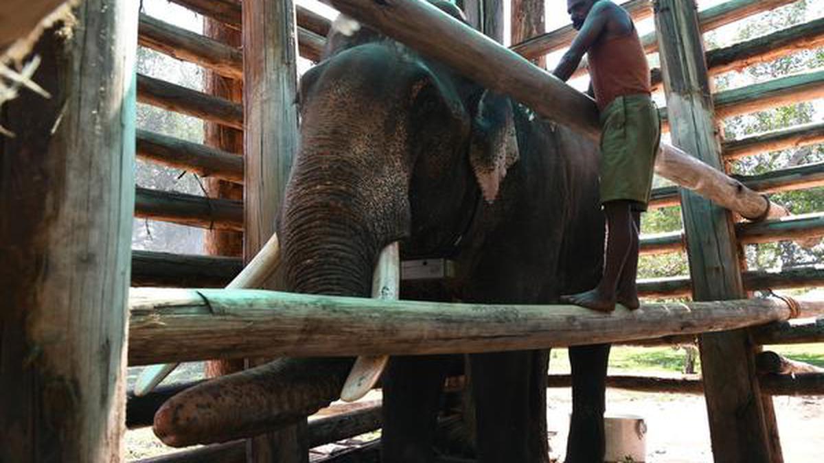 Elephant Rivaldo released into the wild