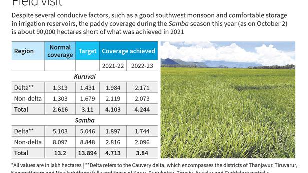 
State records less paddy coverage in Samba season; rainfall in excess but was uneven in non-delta regionsÂ  - The Hindu
