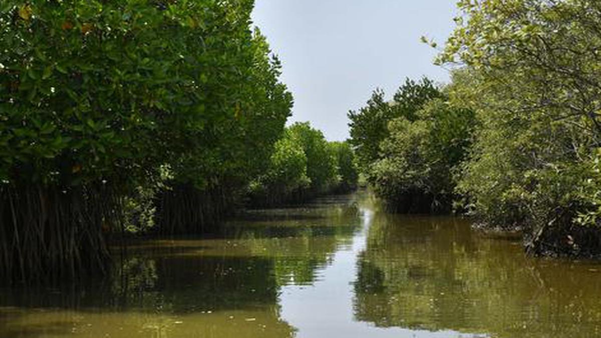 Genome Of Salt-secreting Mangrove Species Identified - The Hindu