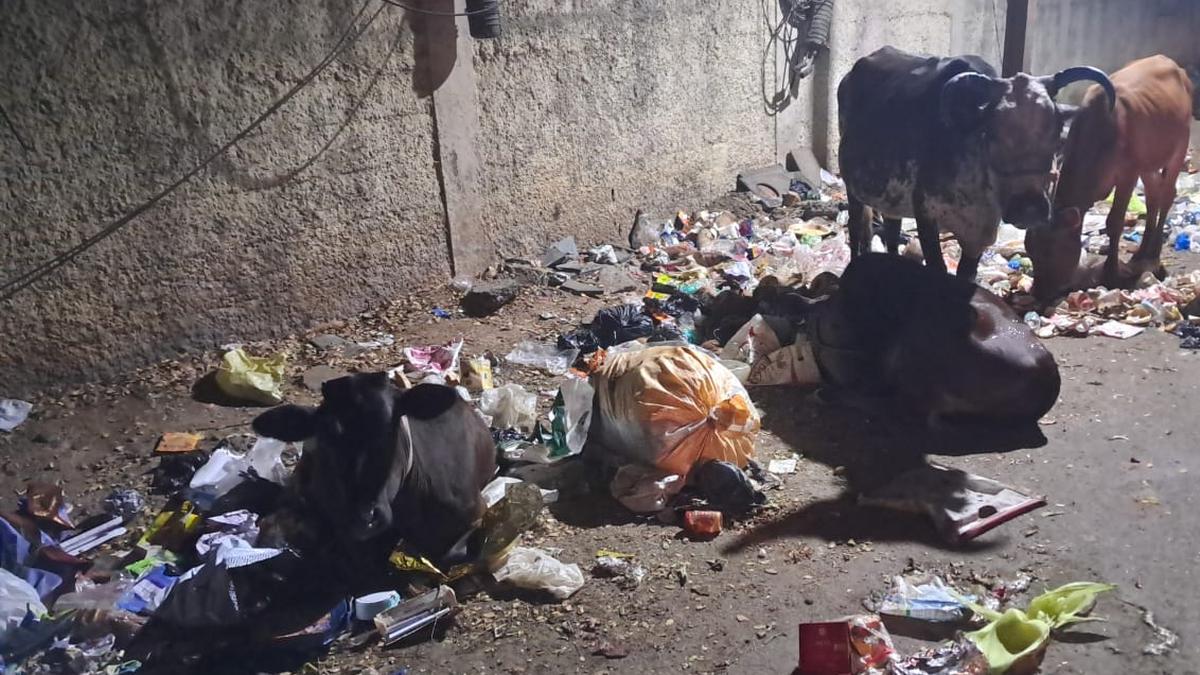 Cattle menace, open dumping plague Station Border Road at Pallavaram