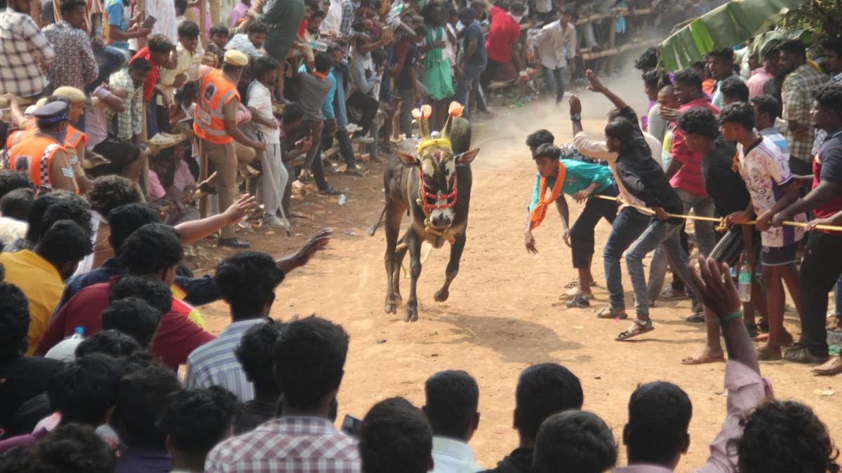 First bull race of the season held in Vellore