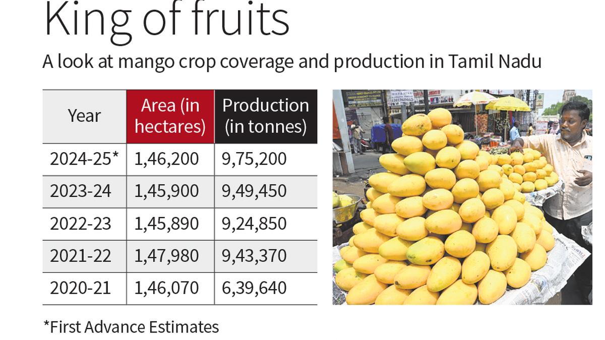 DMK-AIADMK spat over mango highlights issue of fair price to farmers
