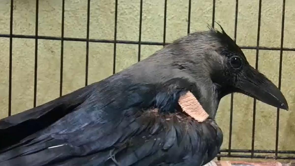 Crow with cancer flies again after surgery