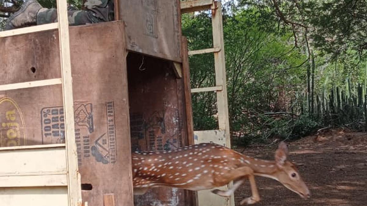 Injured spotted deer recovers, returns to IIT-M premises