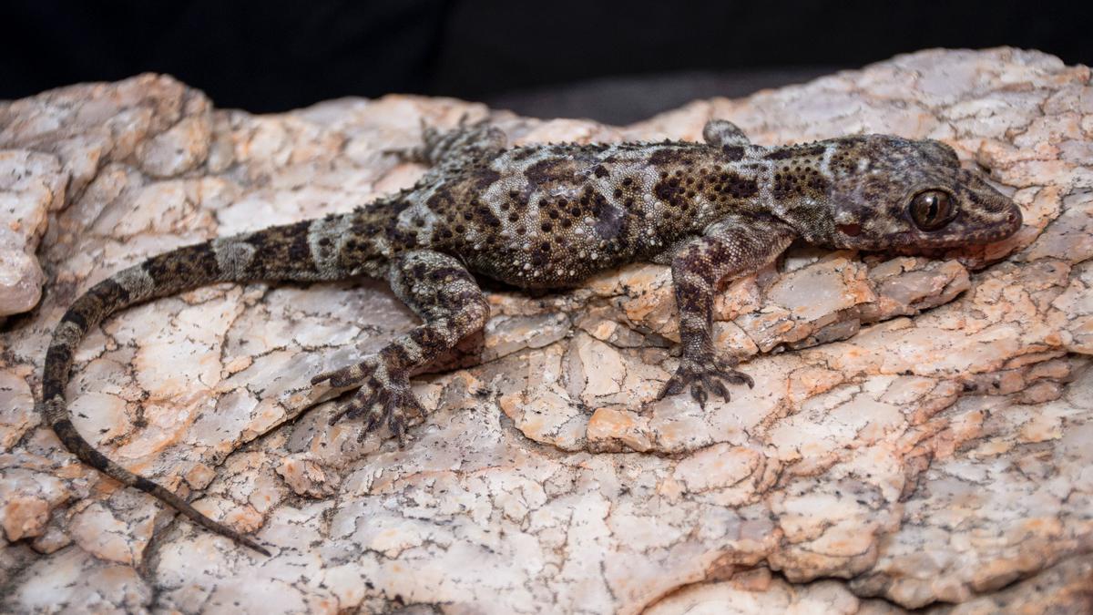 New species of gecko recorded in Pakkamalai Hills in Villupuram district