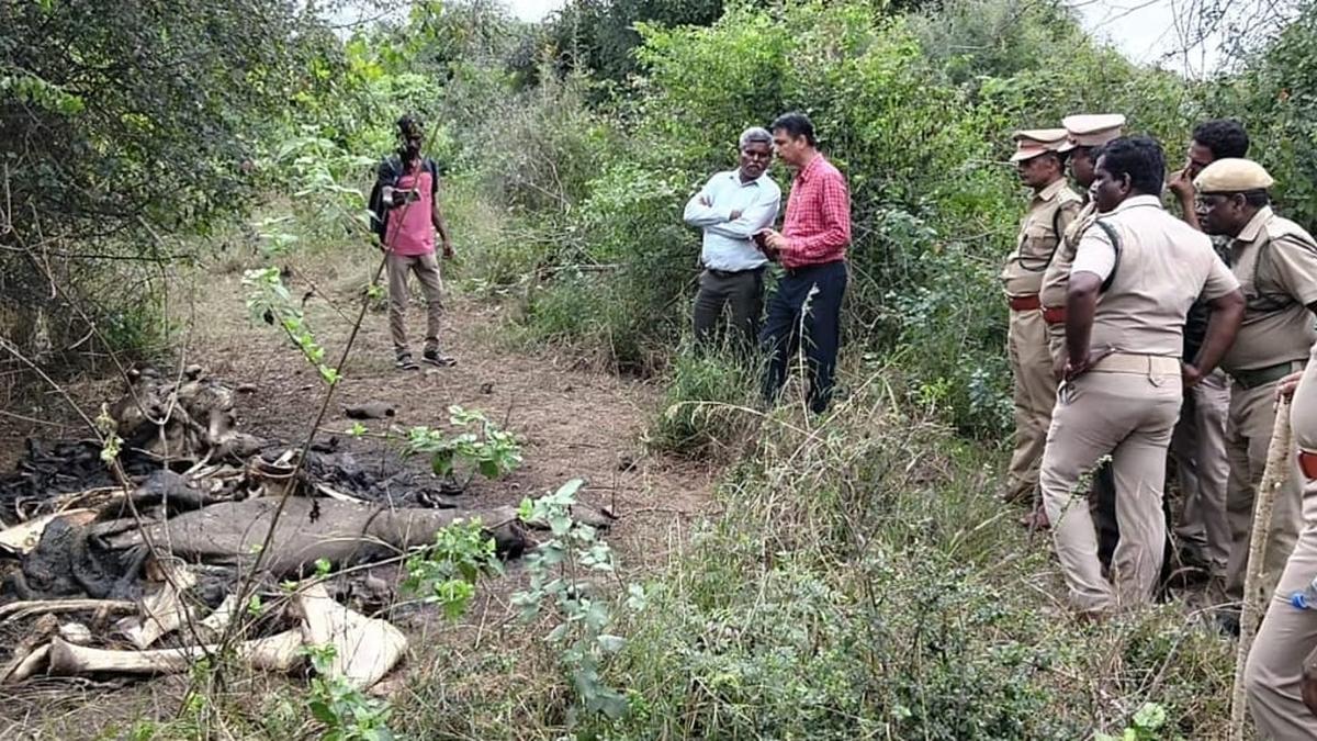 Three elephant carcasses found in private forest near T.N.–A.P. border