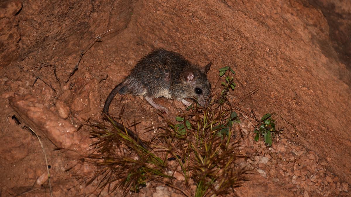 Analysing the link between adaptability and species success of Elvira rat, Cutch rock rat