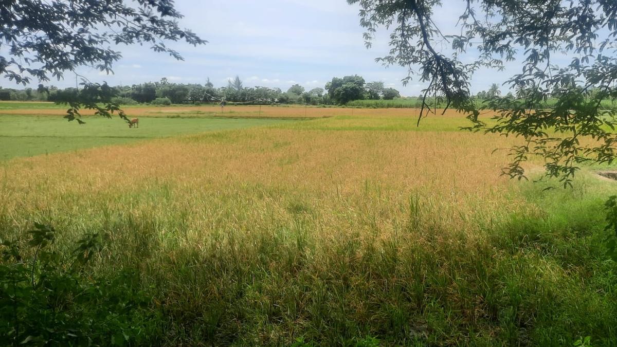 The controversy over land acquisition by the SIPCOT near Cheyyar town in Tiruvannamalai, Tamil Nadu | Explained