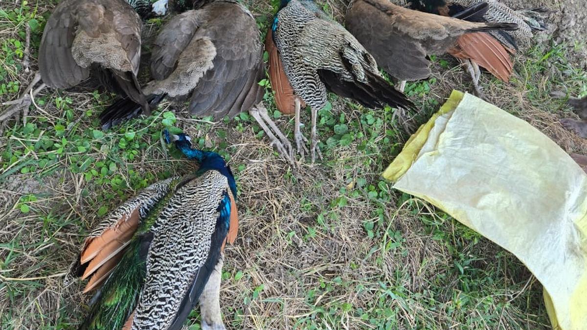 Two farmers held for death of peafowls near Arani